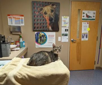 The Vet On Main