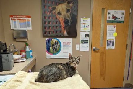 The Vet On Main