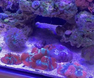 Subculture Corals
