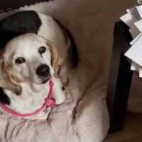 All Paws Veterinary Clinic ico