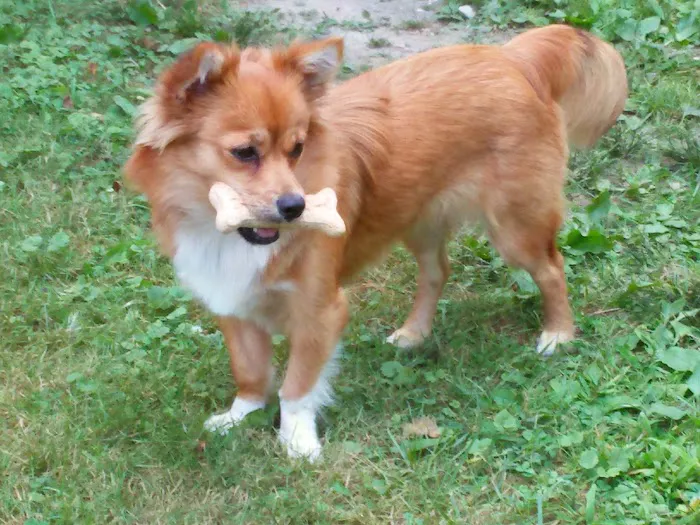 All Paws Veterinary Clinic 12