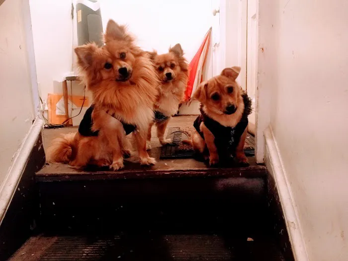All Paws Veterinary Clinic 12