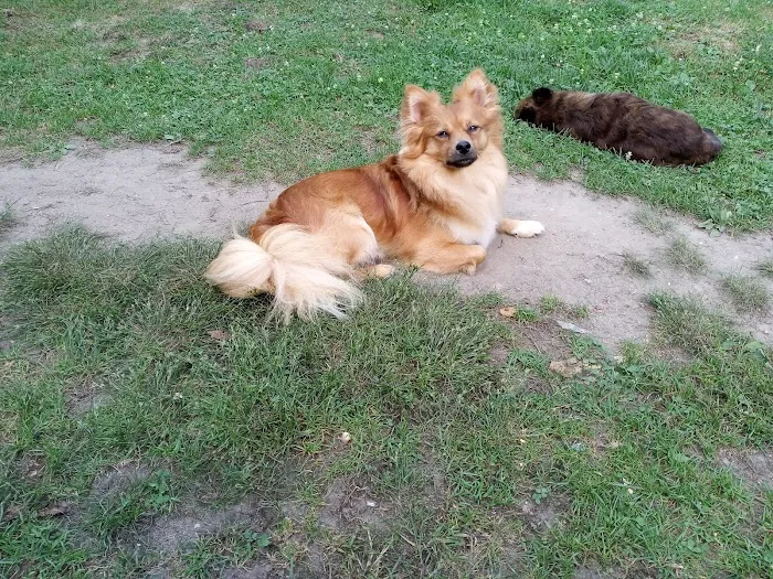 All Paws Veterinary Clinic 12