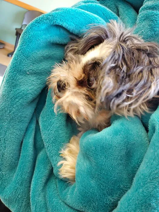 All Paws Veterinary Clinic 12