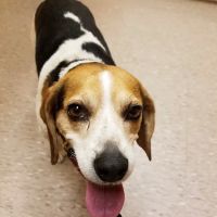 Animal Clinic of Buena ico