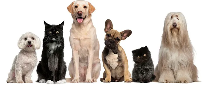 Animal Clinic of Buena 3