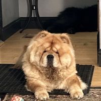 Cologne Animal Hospital ico