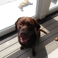 Pet Vet Animal Clinic ico
