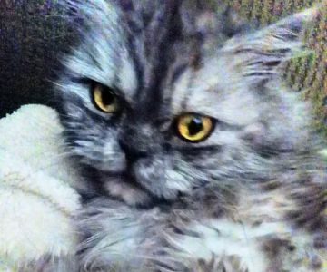 Pet Vet Animal Clinic: Mazzochi L DVM