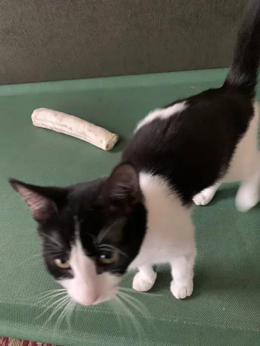 Shore Veterinarians 12