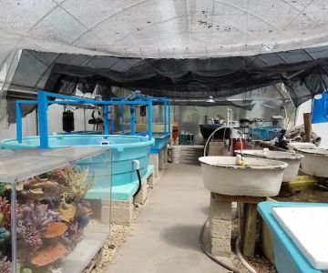 Seaview Wholesale Marine Life