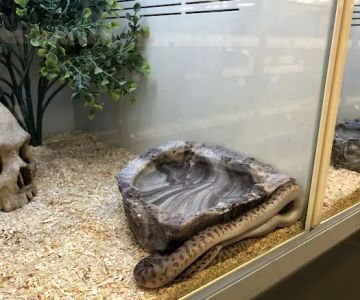 Pet Supplies Plus Valrico