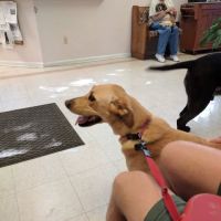 Atlantic Animal Health Center ico