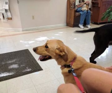 Atlantic Animal Health Center