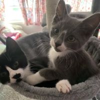 Ocean Heights Animal Hospital ico