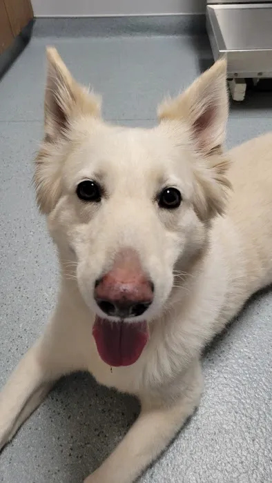 Lambertville Animal Hospital 12