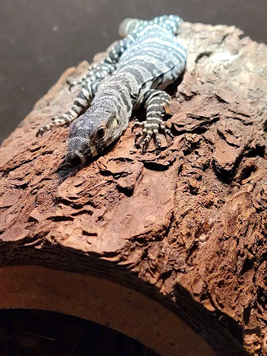 Artistic Reptiles 5