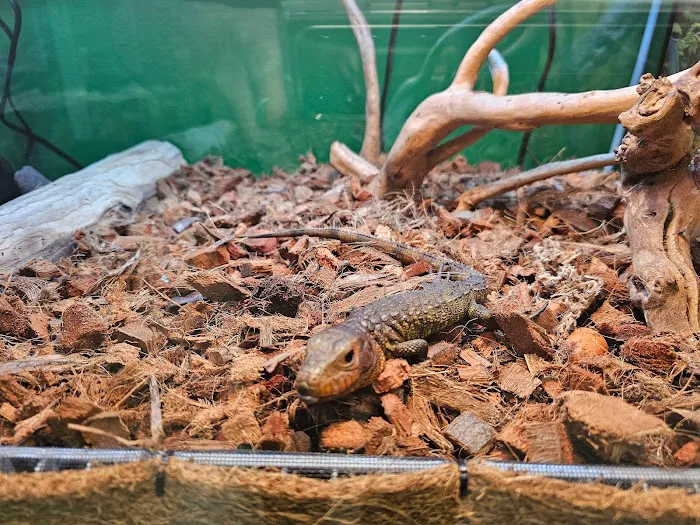 Artistic Reptiles 3