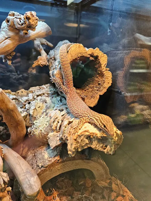 Artistic Reptiles 9