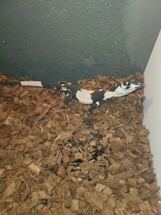 Artistic Reptiles 2