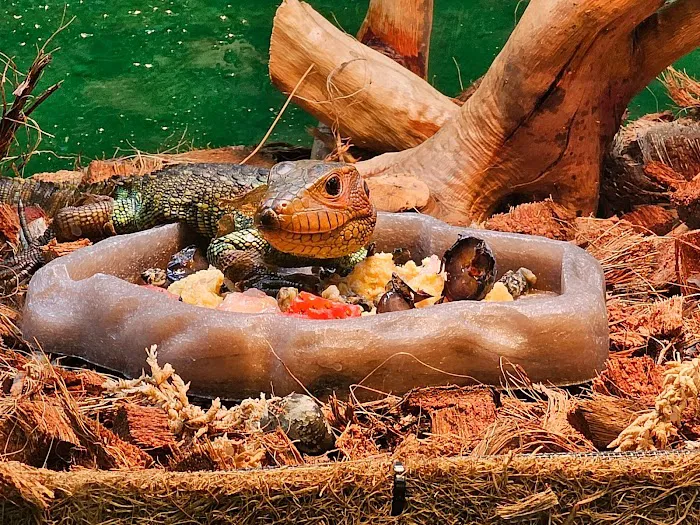 Artistic Reptiles 7