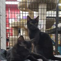 Pet Supermarket ico