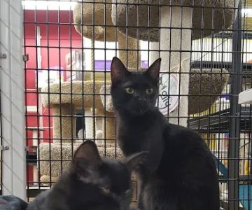 Pet Supermarket