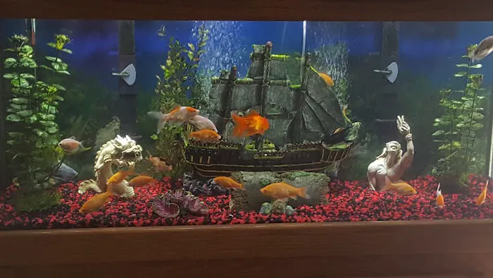 Pet Supermarket 6