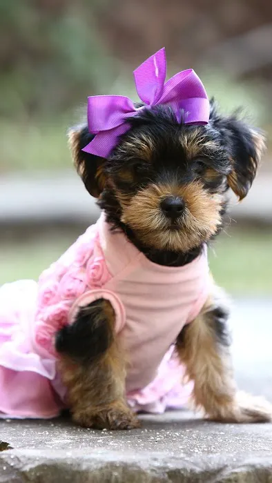 Contented Puppies Paradise 1