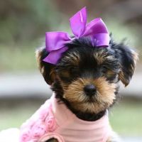 Contented Puppies Paradise ico