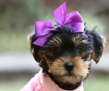 Contented Puppies Paradise