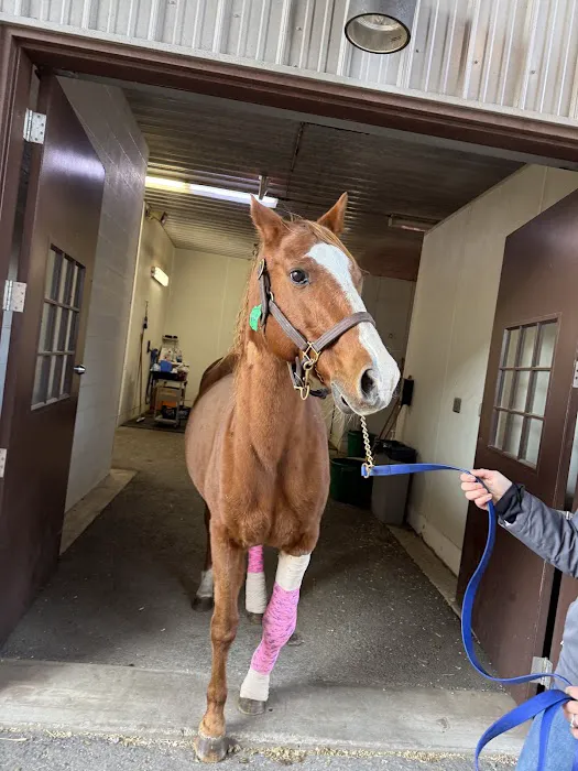 Mid-Atlantic Equine Medical Center 12