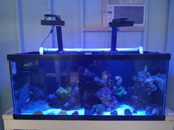 Mike Dudley Clownfish 12