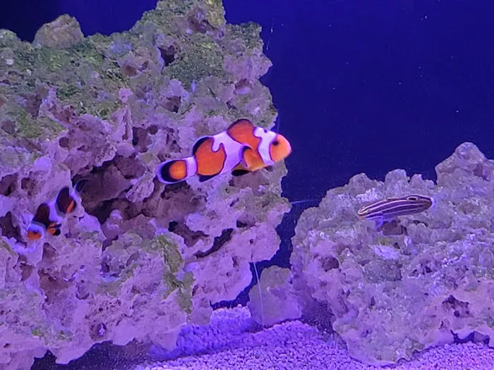 Mike Dudley Clownfish 12