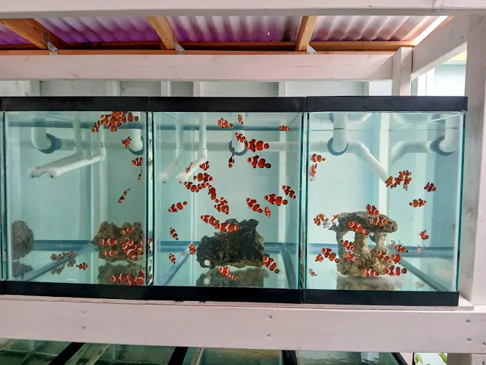 Mike Dudley Clownfish 12