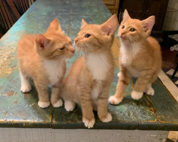 Pura Vida Animal Rescue 1