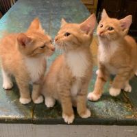 Pura Vida Animal Rescue ico