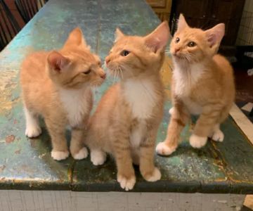 Pura Vida Animal Rescue