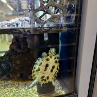 Petco ico