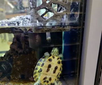 Petco