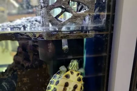 Petco