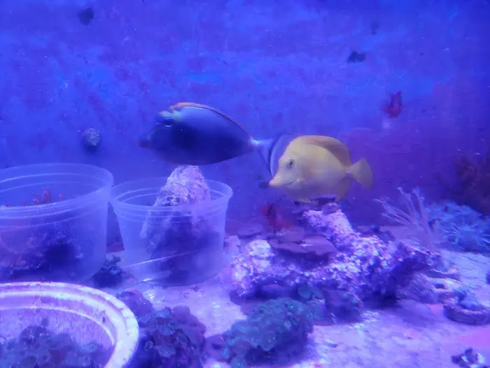 Drysdale Aquarium Inc 12
