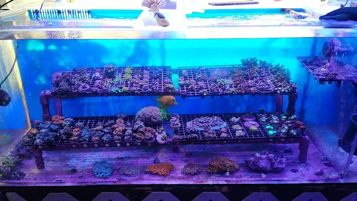 Drysdale Aquarium Inc 12