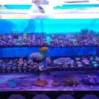 Drysdale Aquarium Inc ico