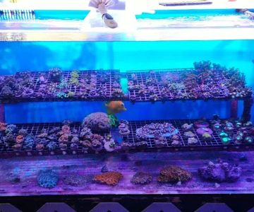 Drysdale Aquarium Inc