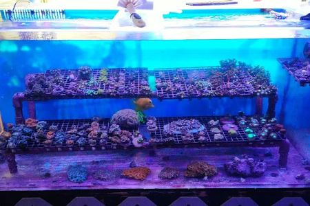 Drysdale Aquarium Inc