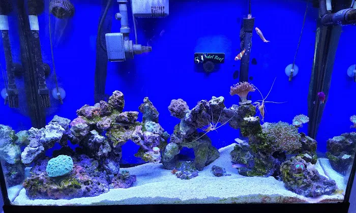 Drysdale Aquarium Inc 12