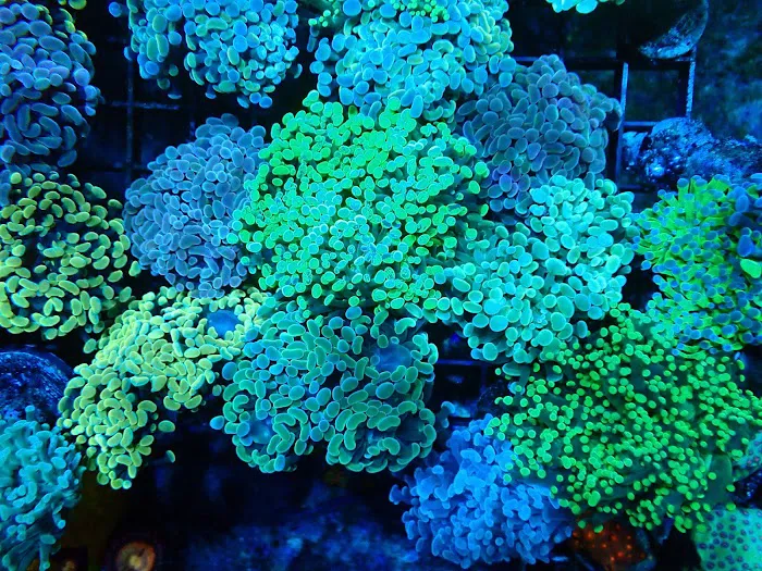 Drysdale Aquarium Inc 12