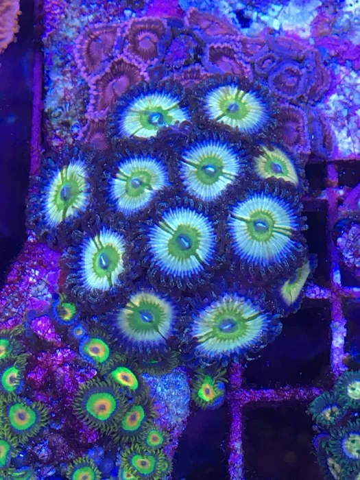 Drysdale Aquarium Inc 12