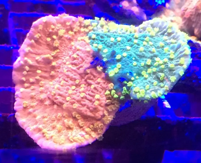 Drysdale Aquarium Inc 12